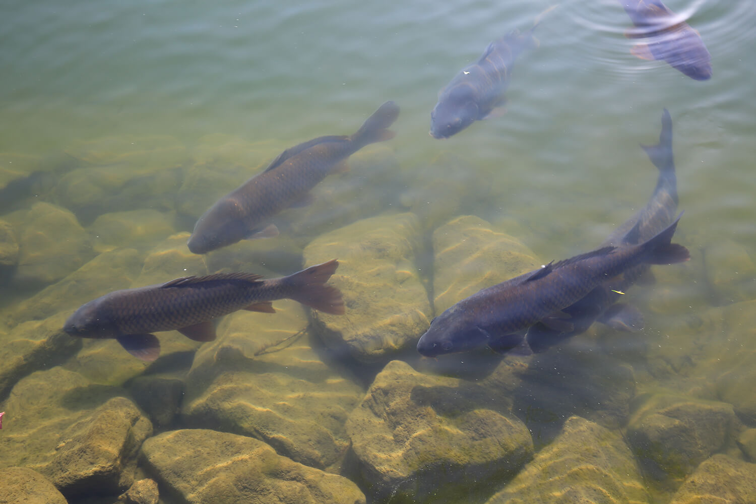 분당중앙공원 철쭉