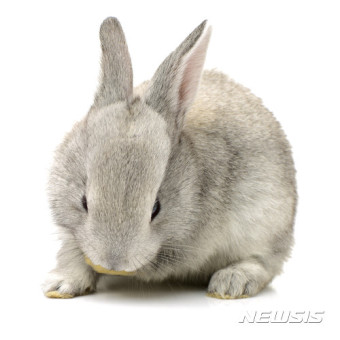 2024년 신년운세(4)토끼띠편