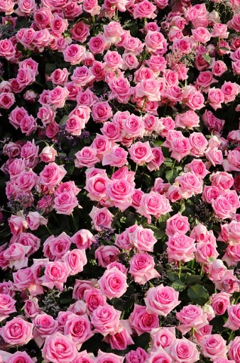 에버랜드 장미축제 2025