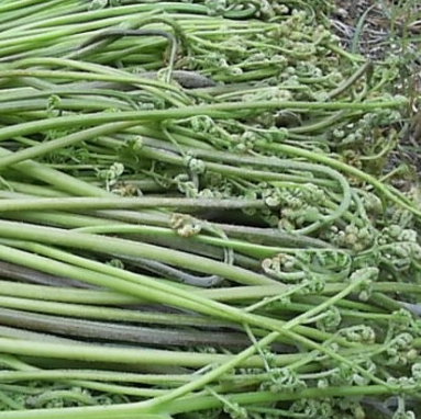 고사리 효능과 부작용 고르는법 칼로리