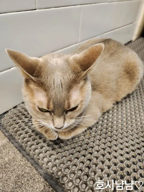 하남 만화카페 냥이툰 고양이 포니