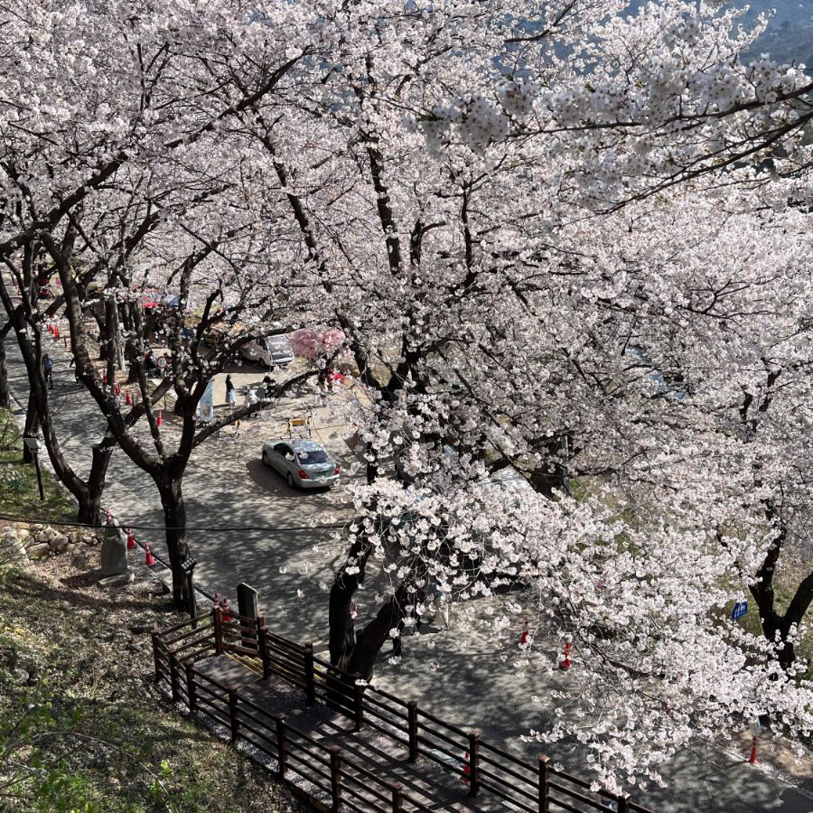 하동십리벚꽃길