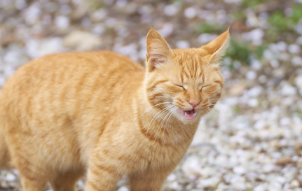눈을 감고 있는 갈색 호랑이 고양이.