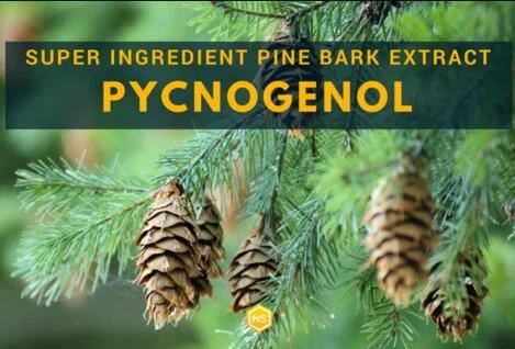 프랑스 해안 소나무