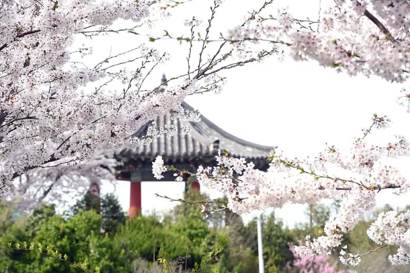 목포 유달산 벚꽃길2