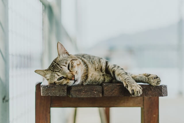 고양이 신경 근육증 증상