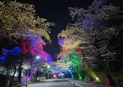 렛츠런파크 야경 벚꽃 축제