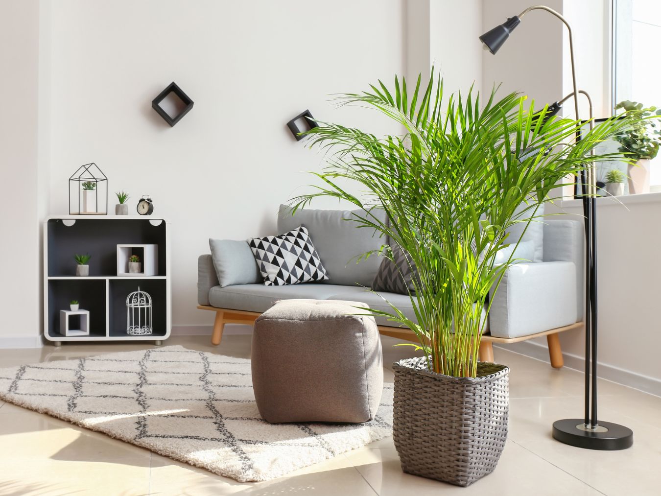 아레카야자 키우는법