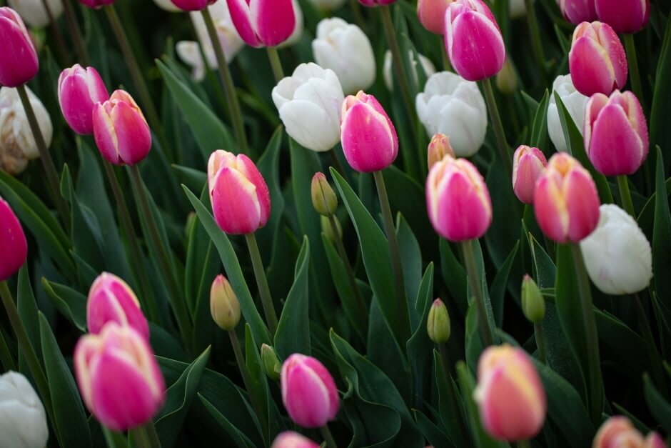 대전 세종 충청 4월 축제 일정