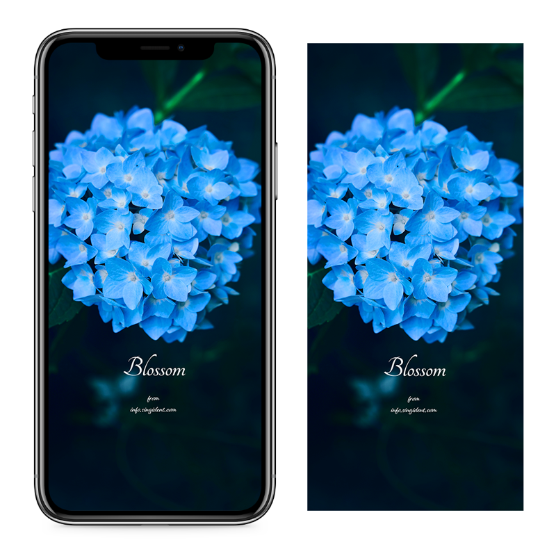 05 파란수국 C - Blossom 아이폰꽃배경화면