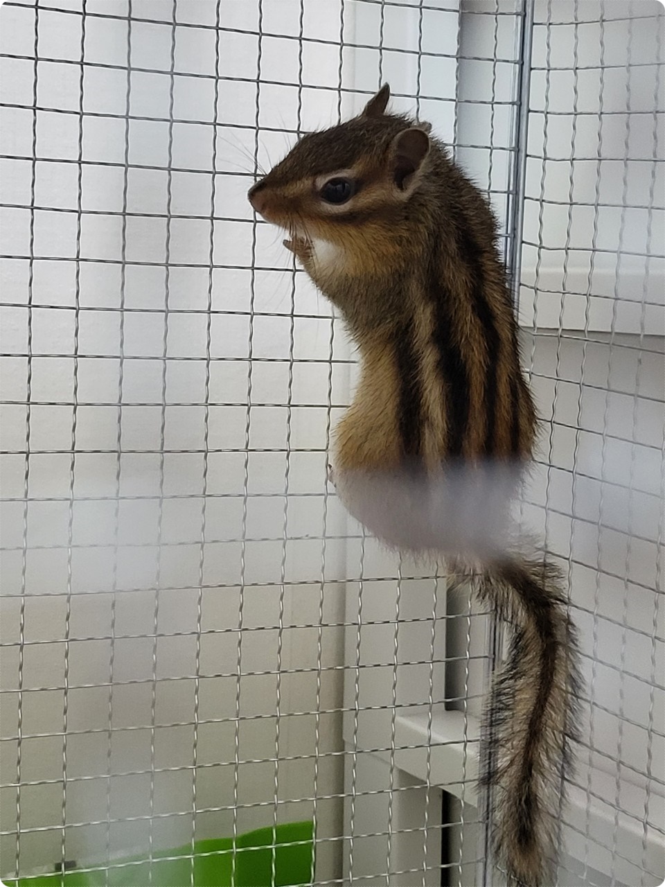 오늘도 어김없는 철장 메달리기