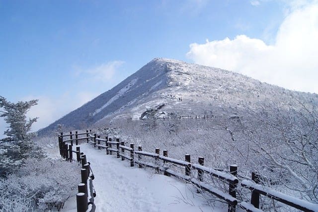 태백산 눈꽃축제기간