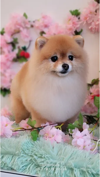 포메라니안 가격 성격 털빠짐 수명 미용_15