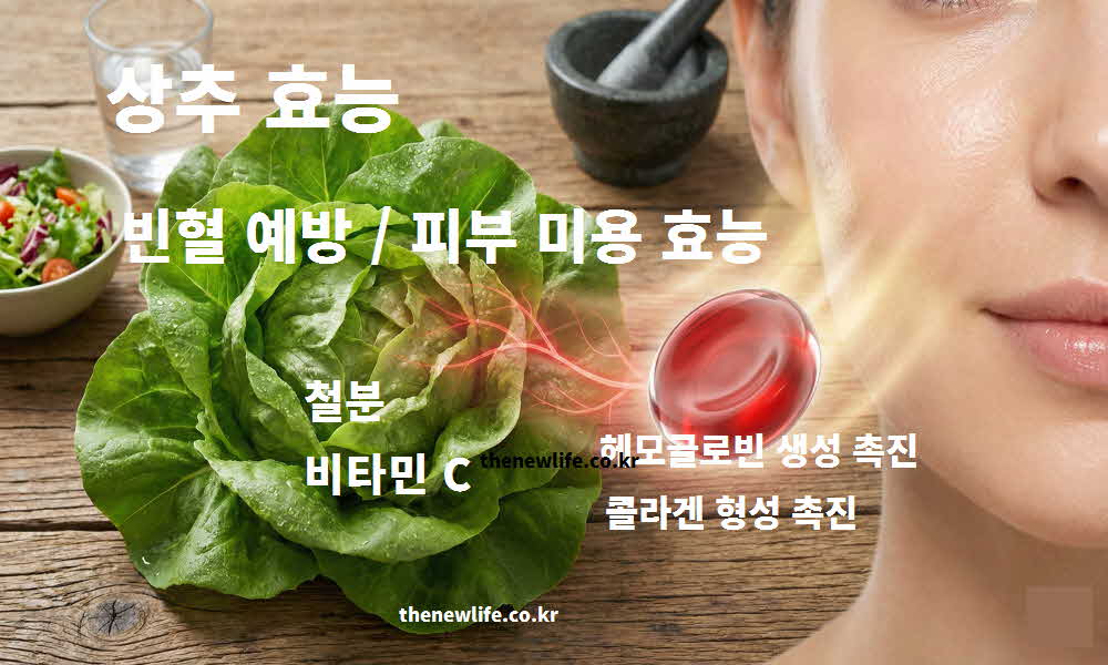 상추 효능 빈혈 예방 피부 미용