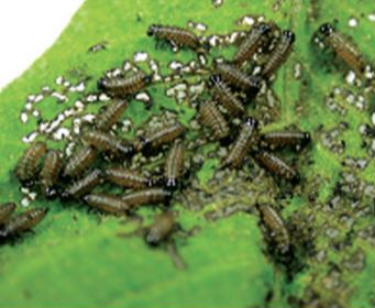 호두나무잎벌레