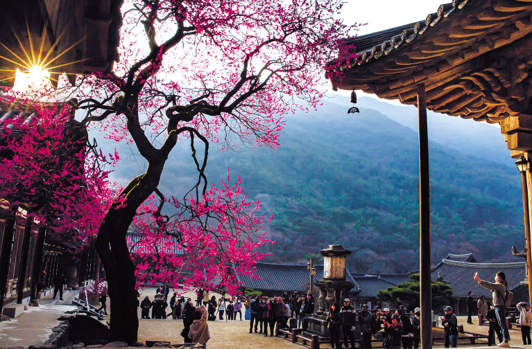 구례 화엄사 홍매화