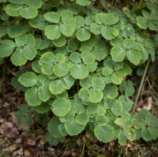 꿩의다리(Thalictrum aquilegifolium)