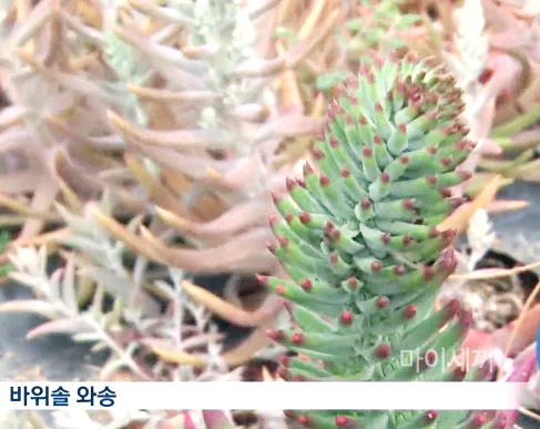바위솔 와송