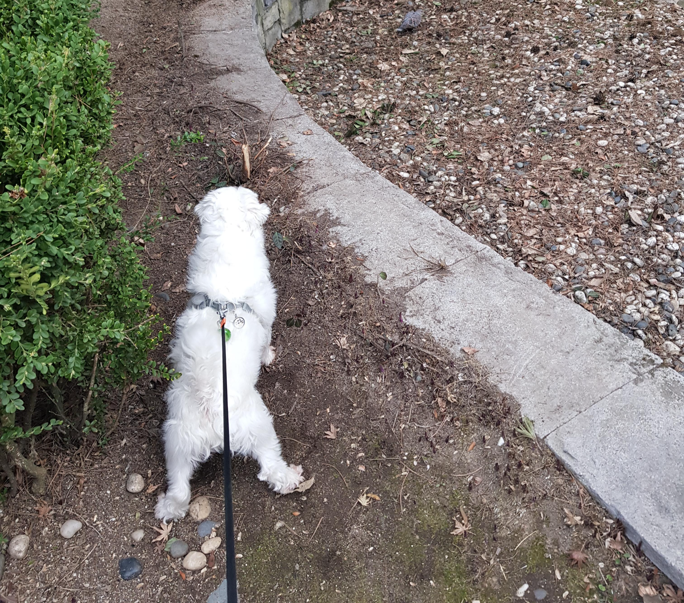 산책하면서 소변 보는 강아지