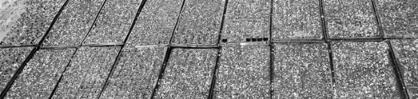 대파 파종시기 (가을): 9월 중