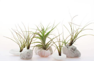 틸란드시아 키우기