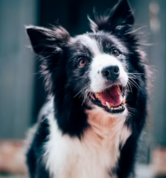 강아지 무료분양 사이트 책임비