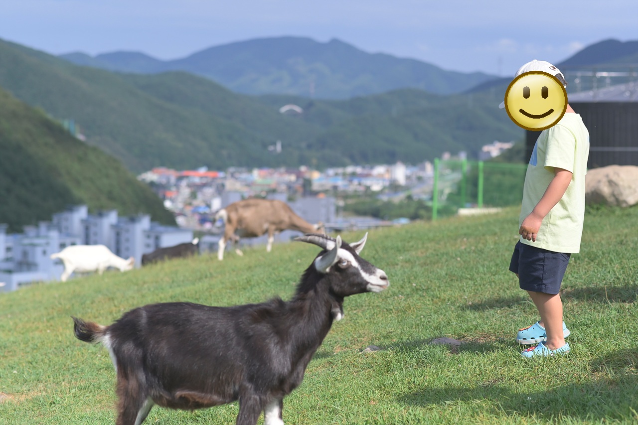 동물교감1