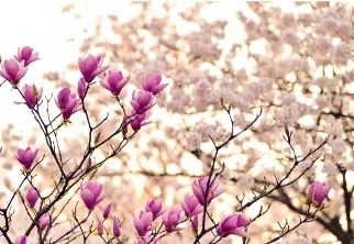 화담숲 예약 - 모노레일