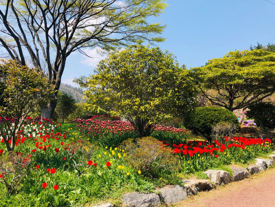 장흥 하늘빛수목정원 튤립축제