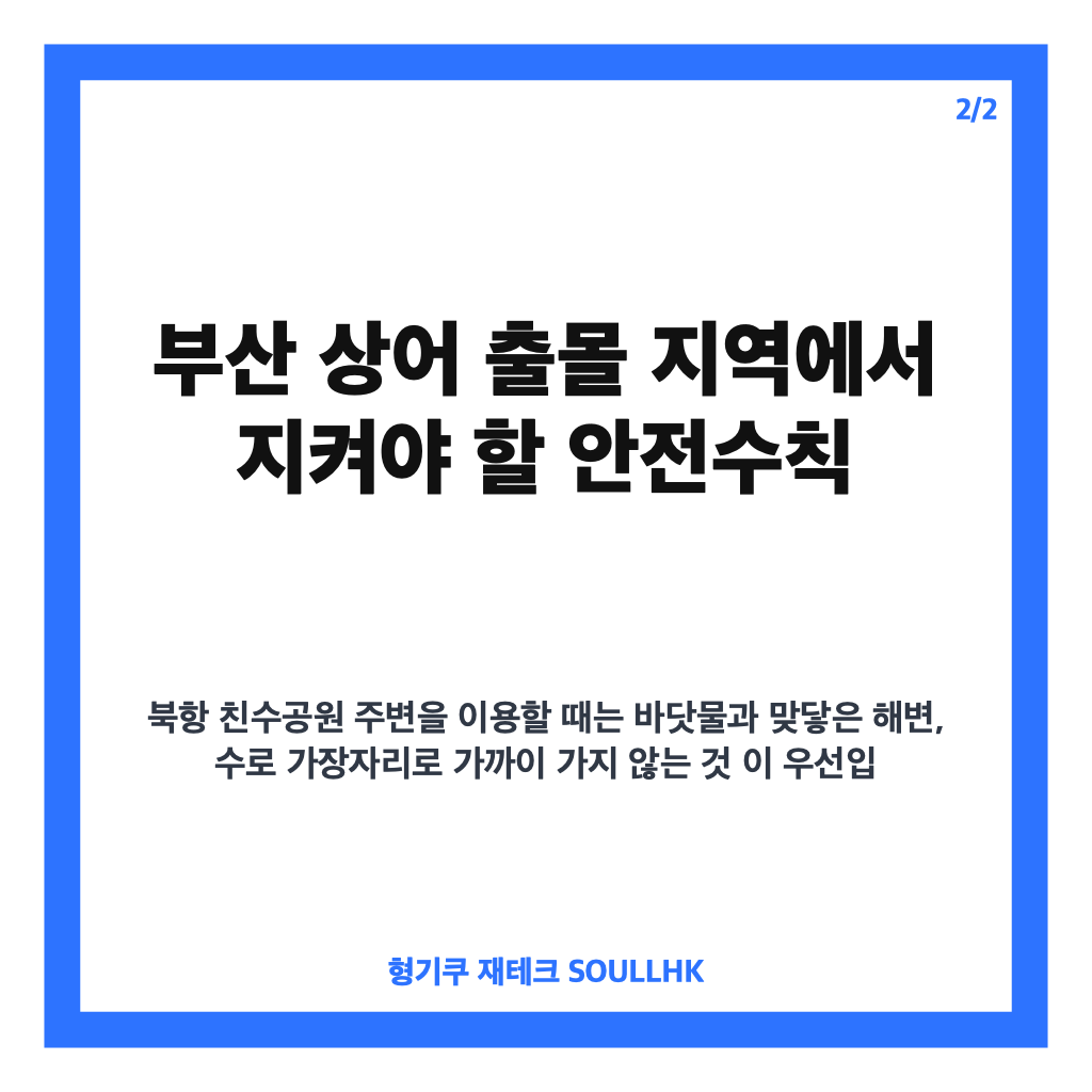 부산 상어 출몰, 북항 친수공원 3~4m 목격 상황과 안전 유의사항 카드뉴스 3
