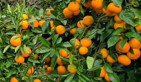 네이버 여행: 쉽고 똑똑하게 여행