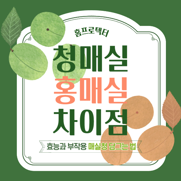 청매실 홍매실 차이점 효능 부작용 매실청 담그는 법