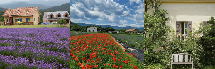 하늬라벤더 팜 전경 사진