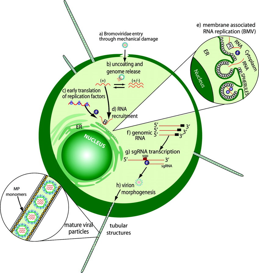 브로모바이러스 감염방식