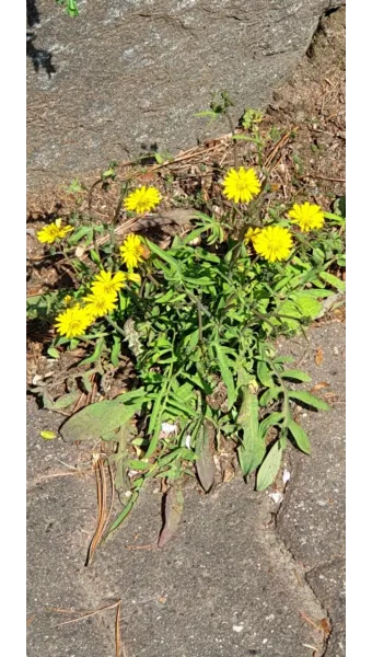 씀바귀 무침 김치 담그는법 레시피_11