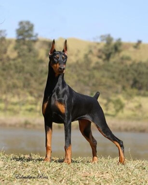 멋있게-생긴-시베리안-허스키-사냥개