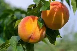 복숭아