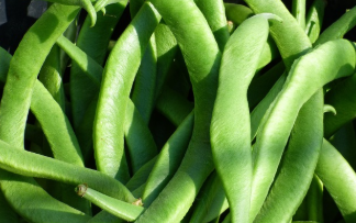 강낭콩, 식물성 단백질의 보고: 채식 식단과 건강을 위한 완전식품