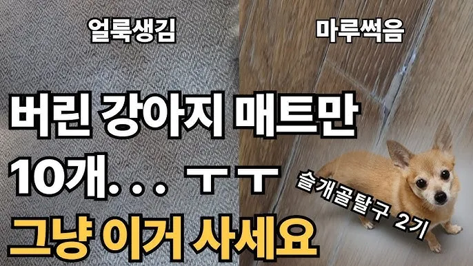 강아지 아플 때 증상 10가지 주의해야 할 건강 신호_6