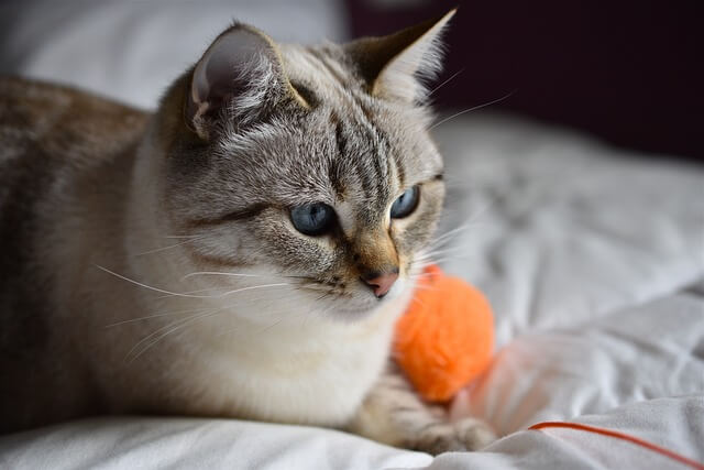 반려동물&amp;#44; 고양이 입양