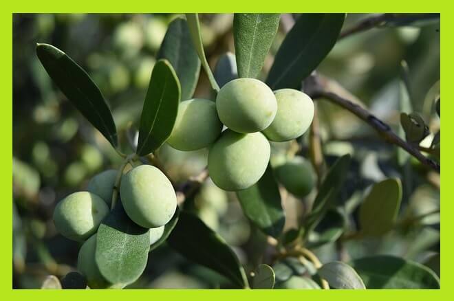 올리브-열매