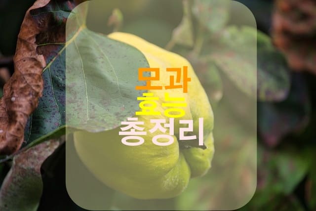 모과