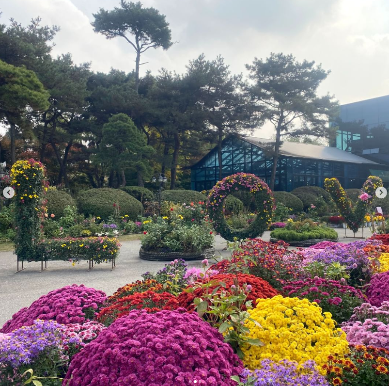 경기도 파주 벽초지수목원 가을꽃 국화축제 데이트 나들이 명소