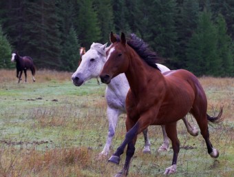 2024년 신년운세(7)말띠