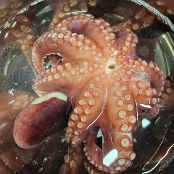 문어 삶는법 문어 요리 레시피_14