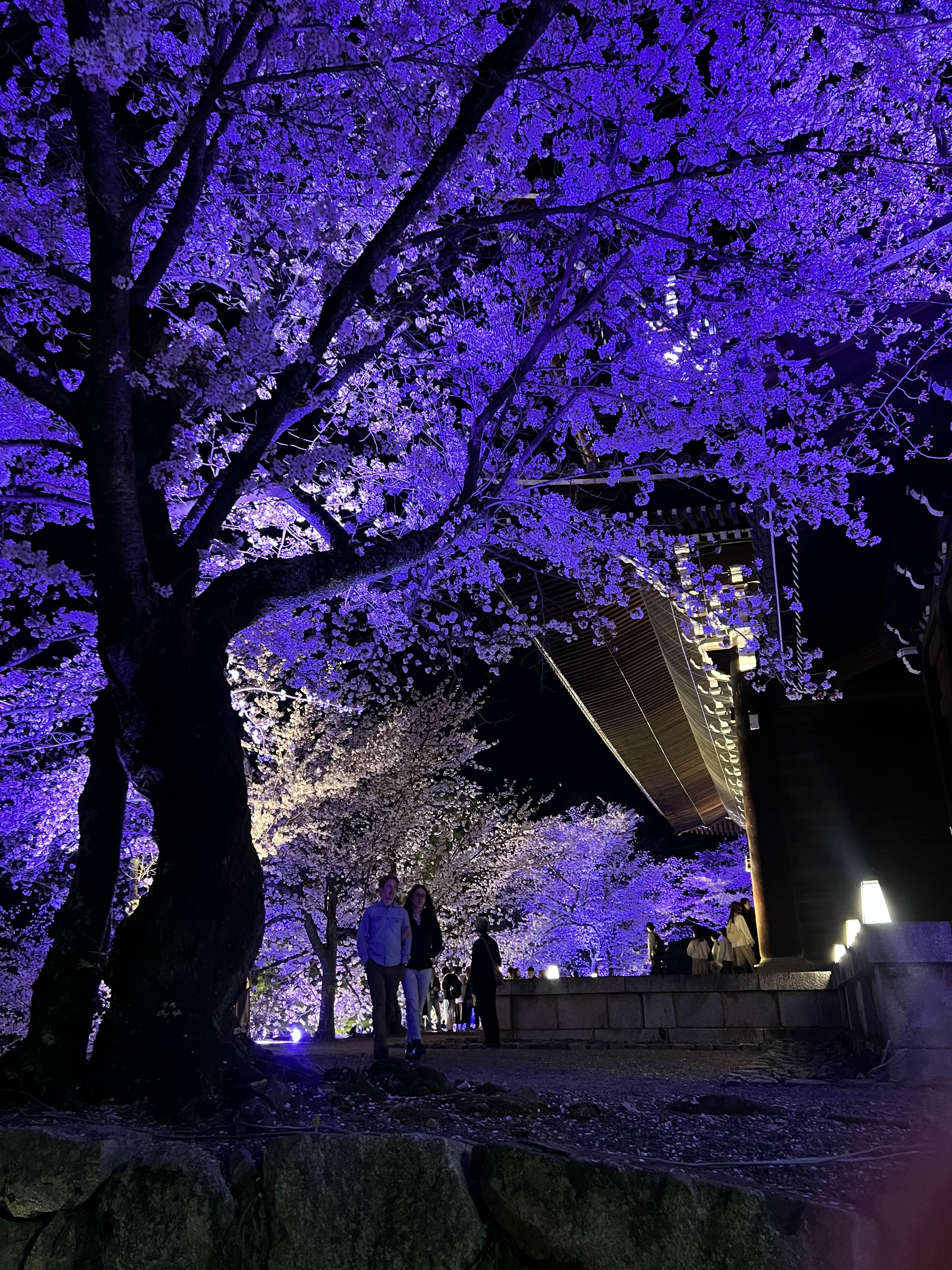 교토 벚꽃놀이 명소 추천