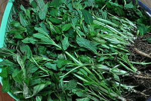 곰보배추 효능04