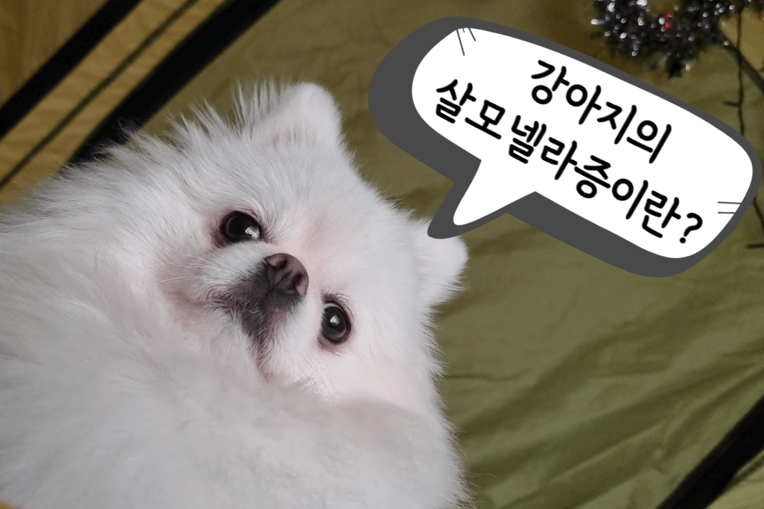강아지-살모넬라증