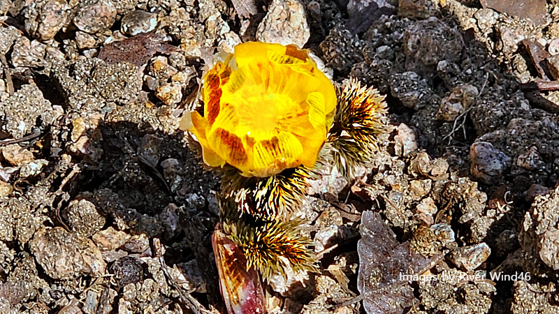 복수초(福壽草),측금잔화(側金盞花),설연화(雪蓮花)
