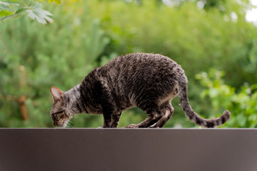 Cat breed